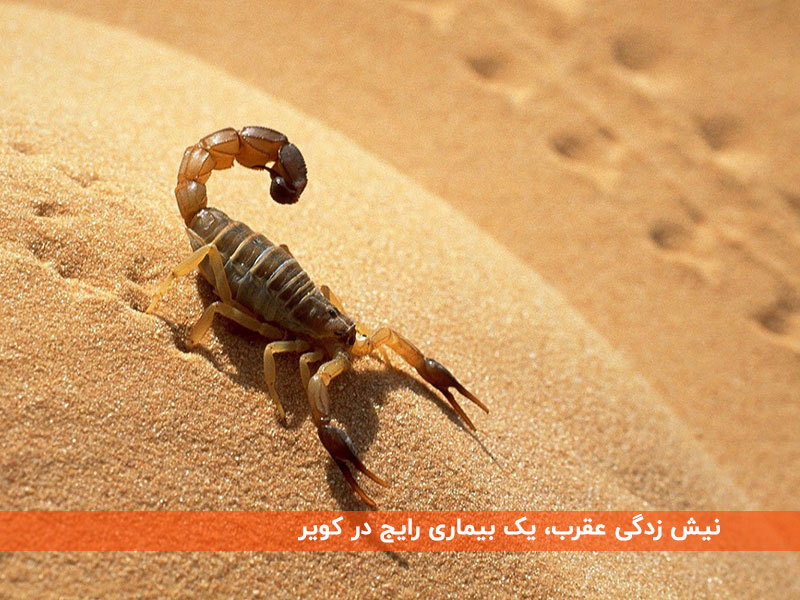 عقرب زدگی در کویر